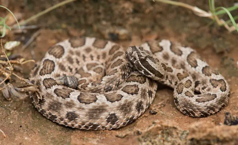 17 White Snakes With Black Stripes (Pictures and Identification)