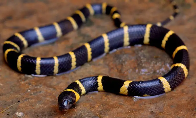 Black Snakes with Yellow Spots