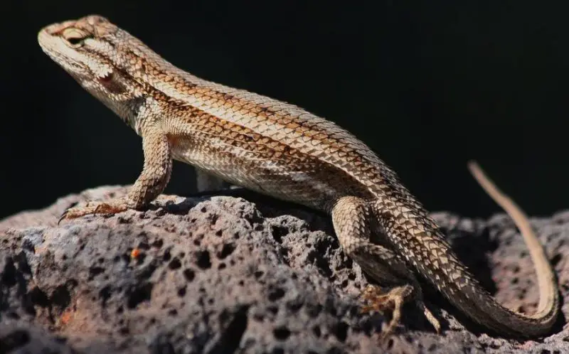 Lizards in Arizona