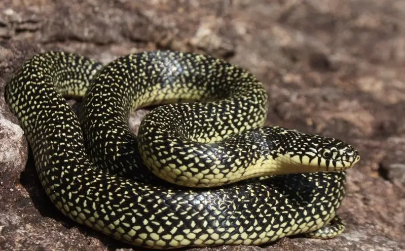 Black Snakes with Yellow Spots