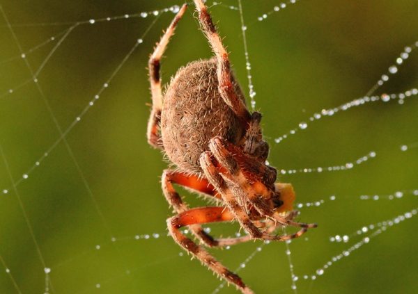 72 California Spiders (Spiders in California, Pictures, Identification)