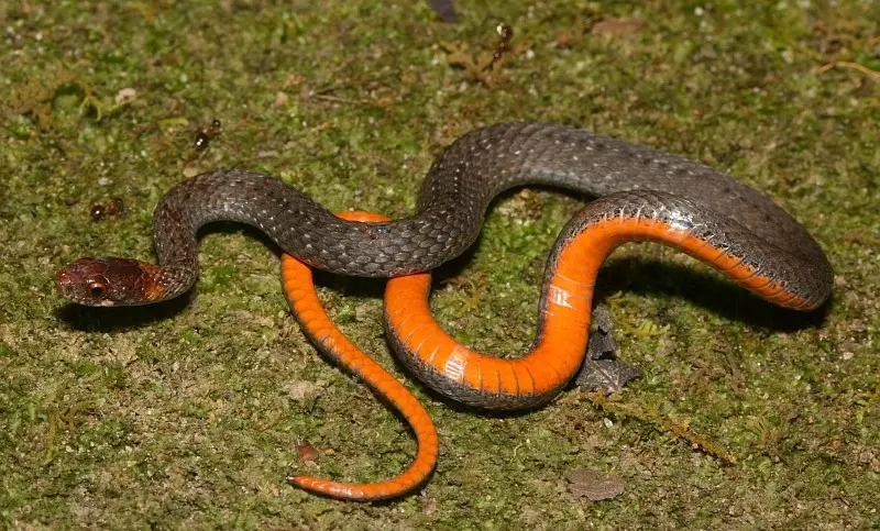Black and Orange Snakes