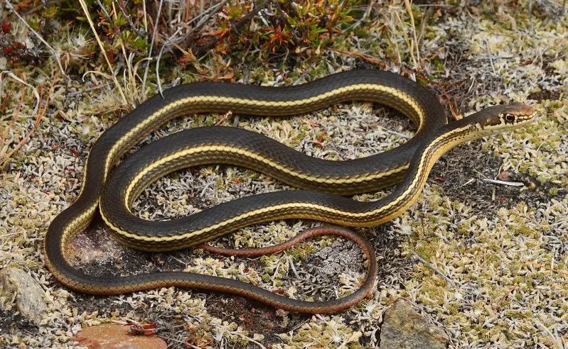 Black Snakes with Yellow Spots