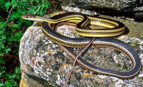 37 Black Snakes with Yellow Spots (Pictures and Identification)