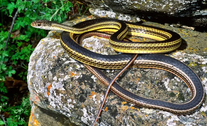 Black Snakes with Yellow Spots