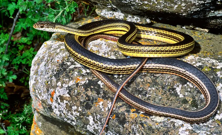 37 Black Snakes with Yellow Spots (Pictures and Identification)