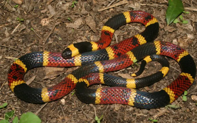 Black and Red Snake