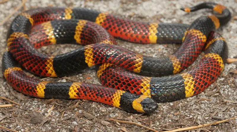 Black Snakes with Yellow Spots