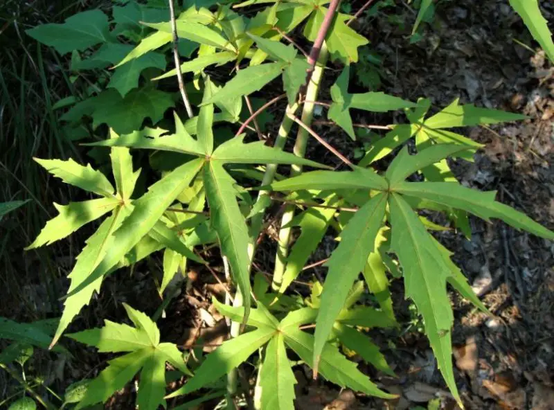 15 Plants That Look Like Marijuana (Pictures and Identification)