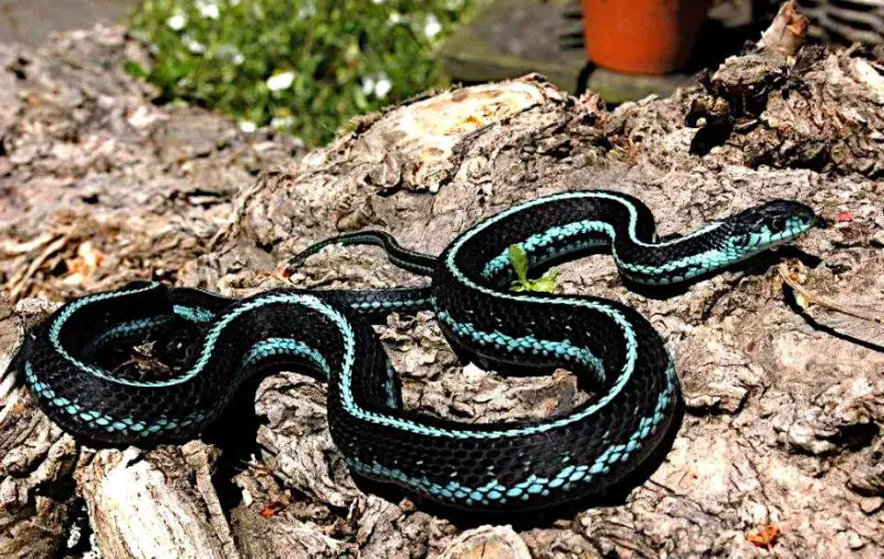 White Snakes With Black Stripes