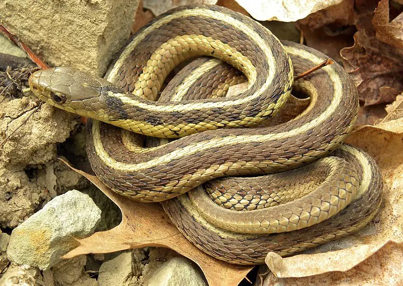 Tennessee Water Snakes