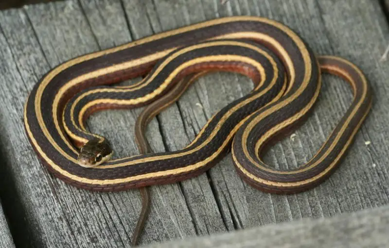 Black Snakes with Yellow Spots