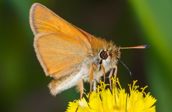 Michigan Butterflies