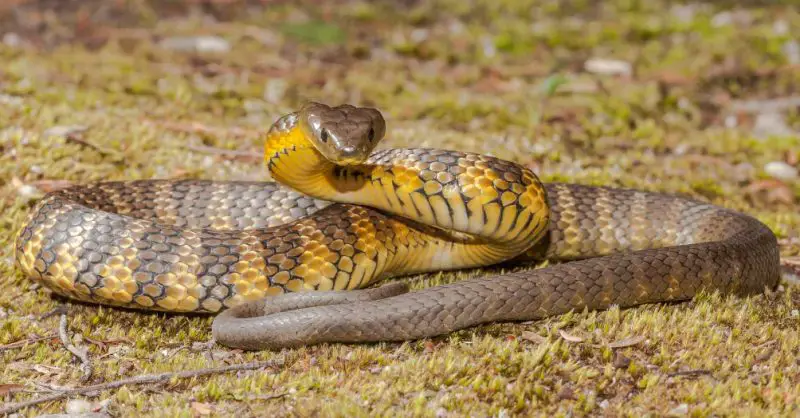 Black Snakes with Yellow Spots