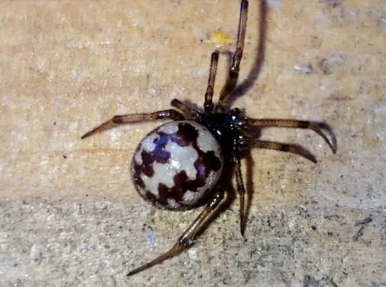 38 Spiders In Oklahoma Pictures And Identification 7095