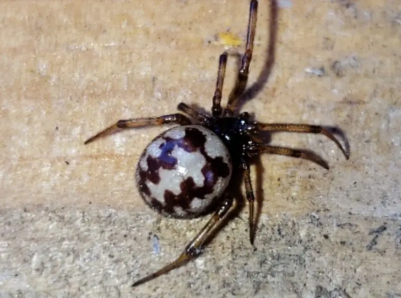 Spiders in Oklahoma