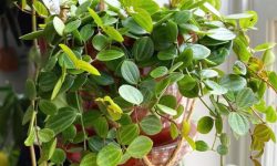 74 Peperomia Varieties (Types of Peperomia Plants with Pictures)