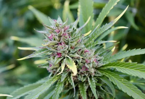 Plants That Look Like Marijuana 