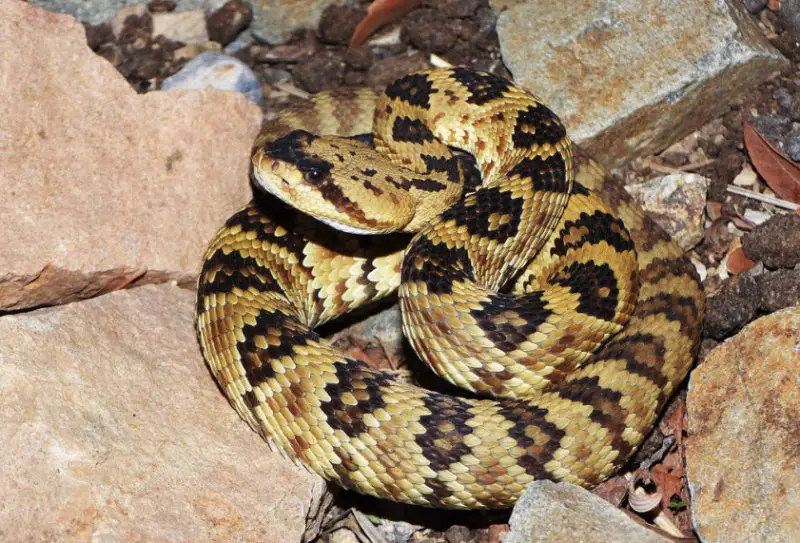 Black Snakes with Yellow Spots