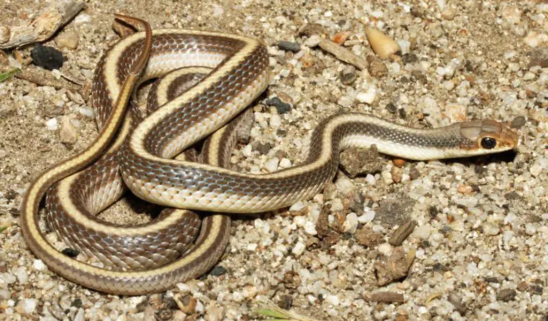 Black Snakes with Yellow Spots