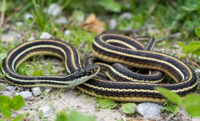 Black Snakes with Yellow Spots