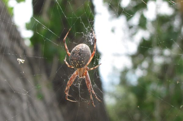 37 Spiders in Arkansas (Pictures and Identification Guide)