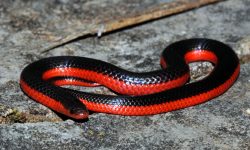 22 Black and Red Snake Species (Pictures and Identification)