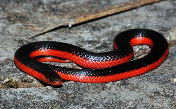 Black and Red Snake