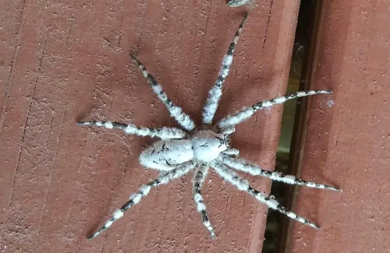 Spiders in Tennessee