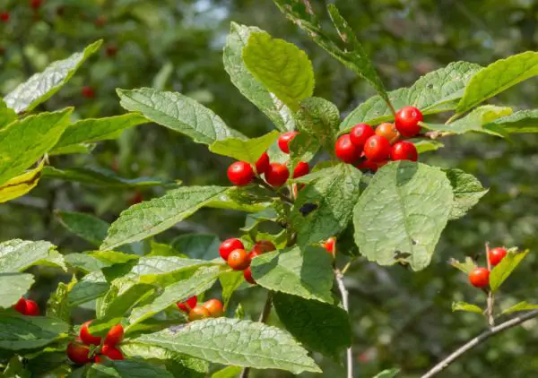 33 Trees with Red Berries (Pictures and Identification)