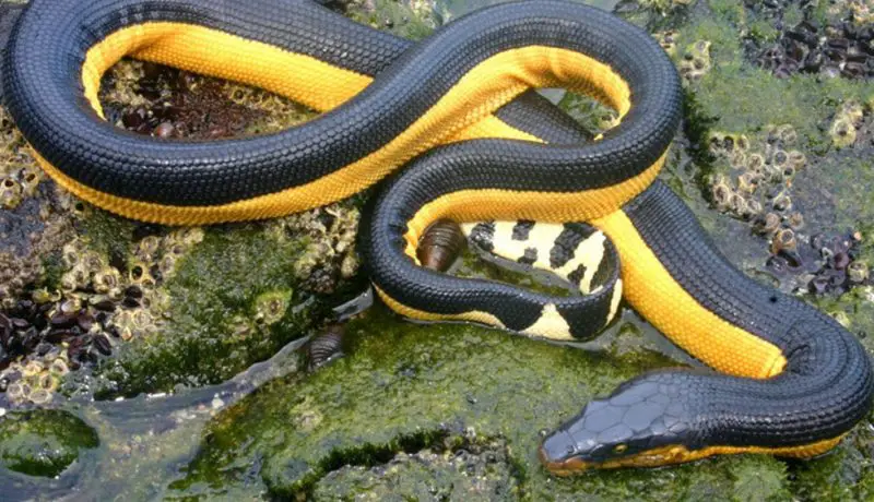 Black Snakes with Yellow Spots