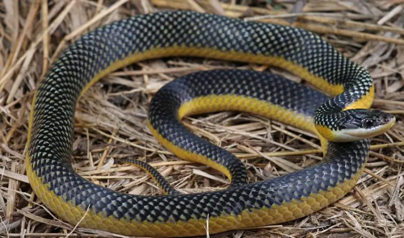 Black Snakes with Yellow Spots