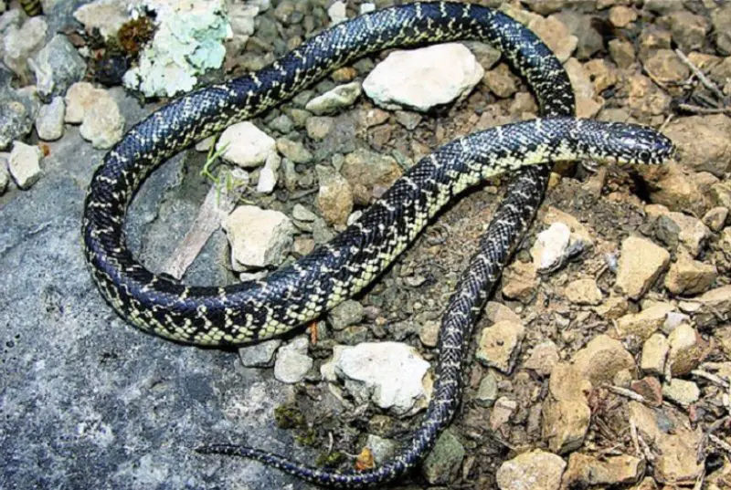 Black Snakes with Yellow Spots