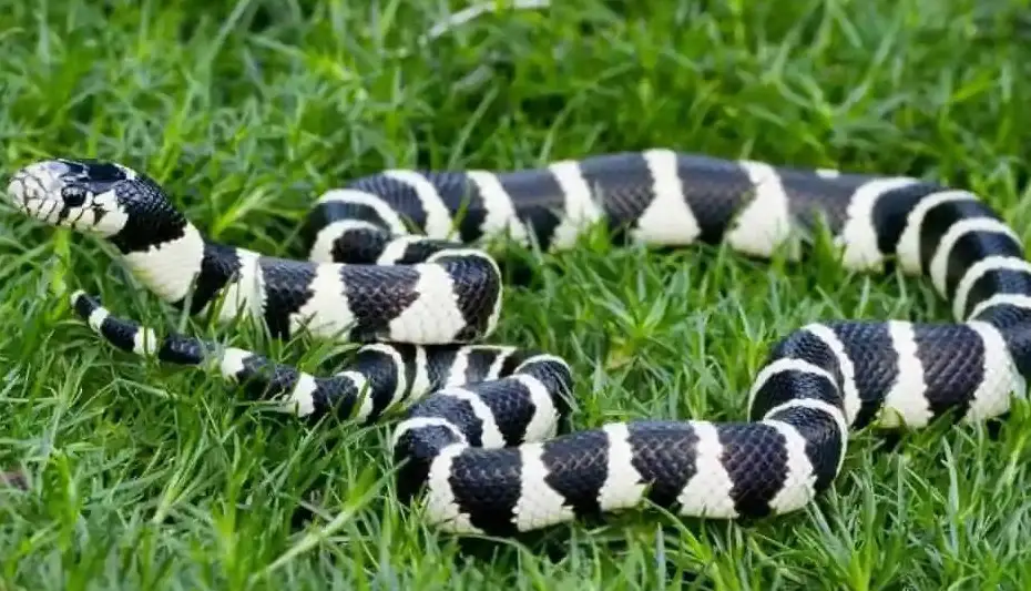 17 White Snakes With Black Stripes (Pictures and Identification)