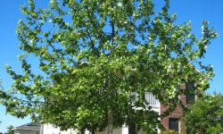 Mexican Sycamore Tree: All You Need To Know (Detailed Guide)