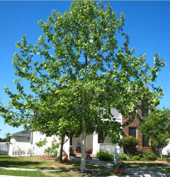 mexican sycamore tree