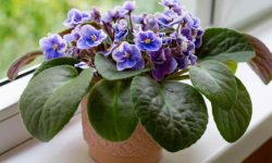 34 Pet Friendly House Plants (Safe for Dogs and Cats)