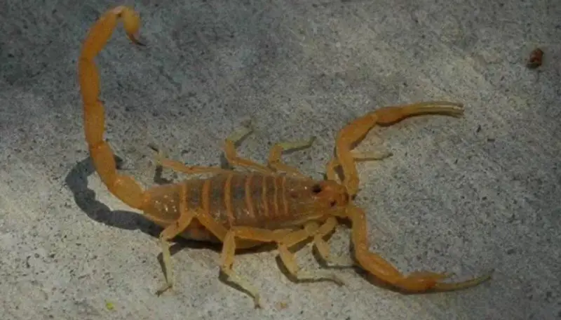 Scorpions in Georgia