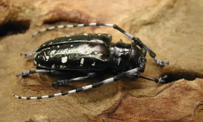 Bugs That Look Like Cockroaches