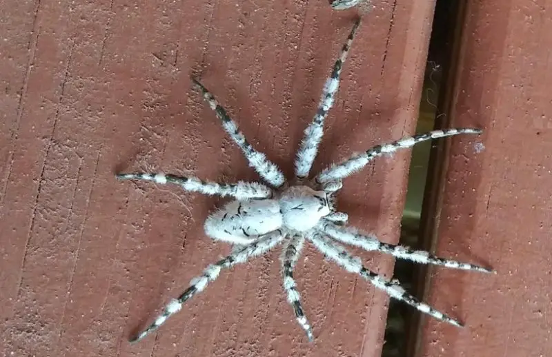 Spiders in New Mexico