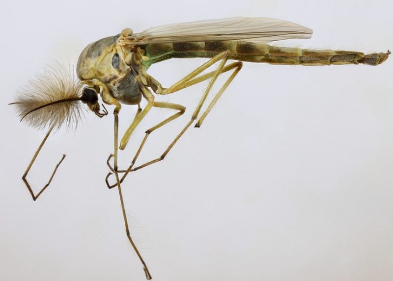 Bugs that Look like Mosquitoes