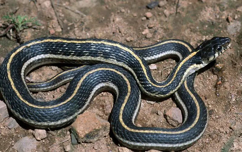 Snakes in Arizona