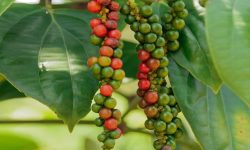 Black Pepper Plant: A Detailed Care and Growing Guide