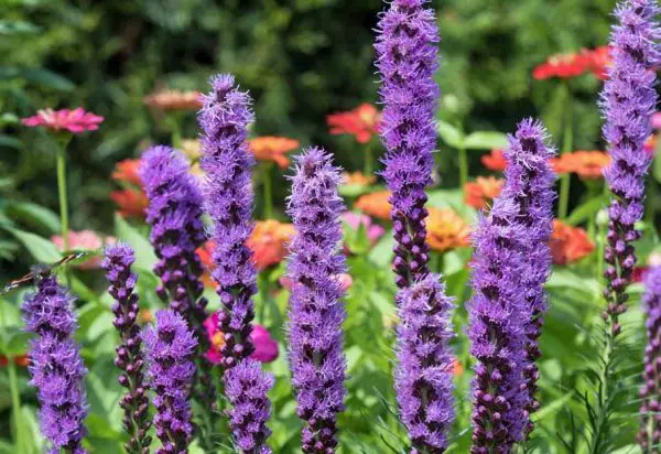 62 Types of Purple Perennial Flowers with Pictures and Names