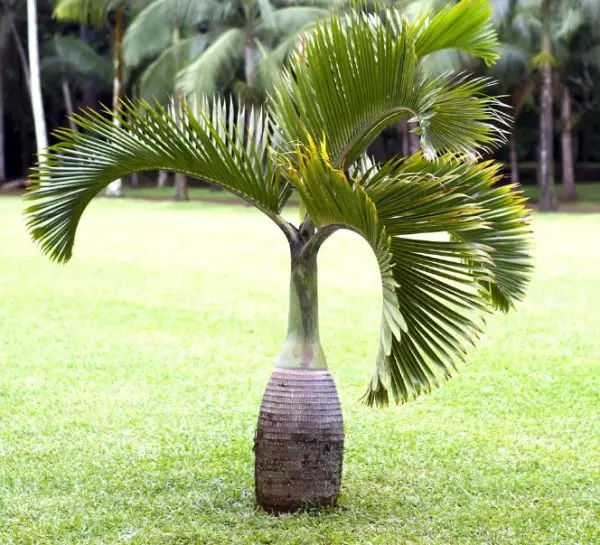 Hawaii Palm Trees