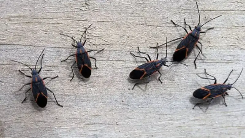 Bugs That Look Like Cockroaches