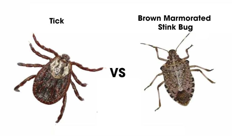 Bugs that look like Ticks
