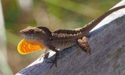 65 Florida Lizards (With Pictures and Identification)