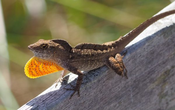 Florida Lizards