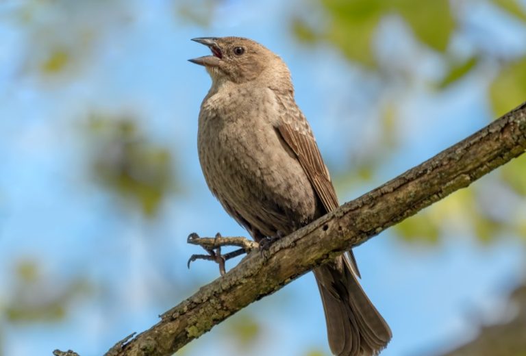 45 Brown Birds in Florida (Pictures and Identification)